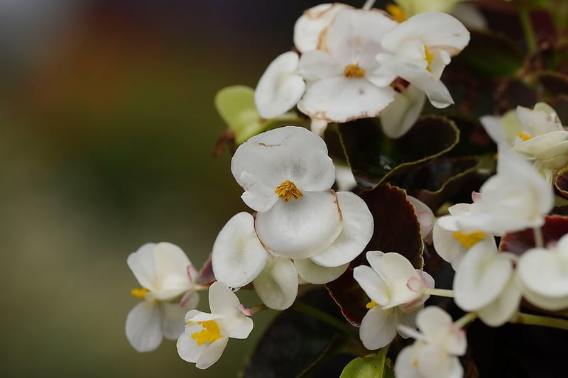 Begonia flower in full shade