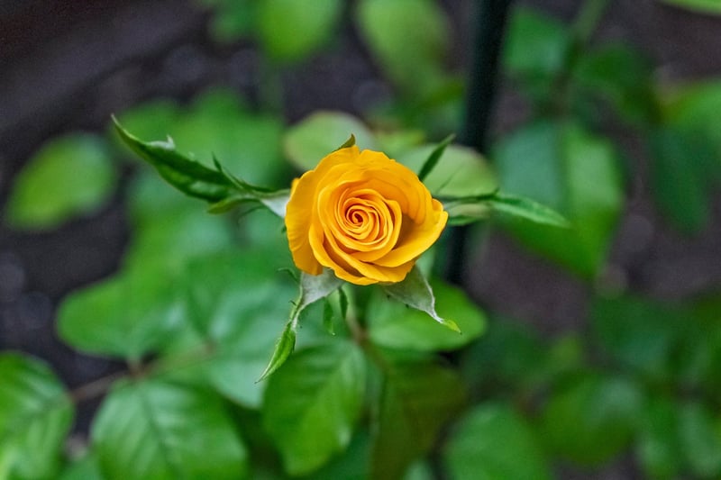 Flowers in a garden
