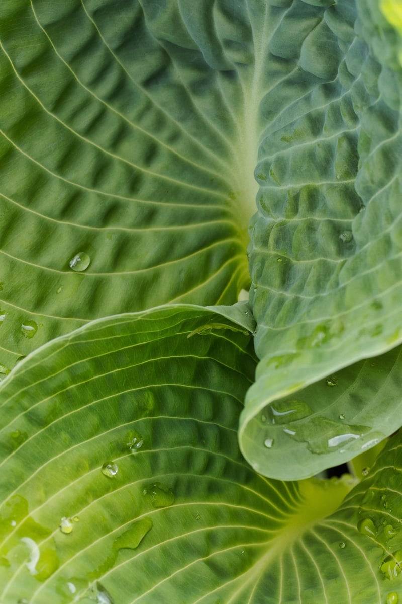 Hosta plant in partial shade